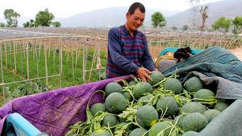 封城吃瓜,见证时代变迁的民间视角