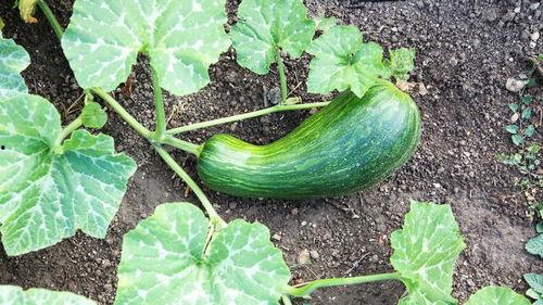 角瓜瓠瓜能一起吃吗,能否共食的食材搭配探讨