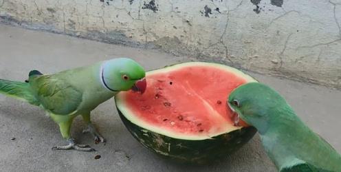 鹦鹉吃熟瓜,揭示动物智慧新篇章