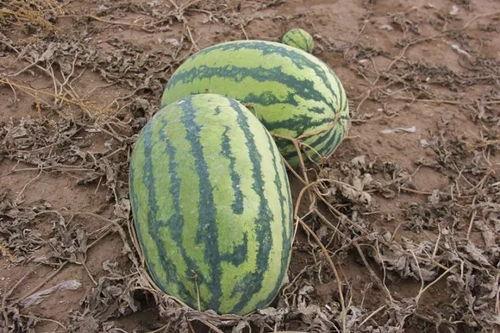 那大镇吃瓜,瓜果飘香，品味乡村田园生活