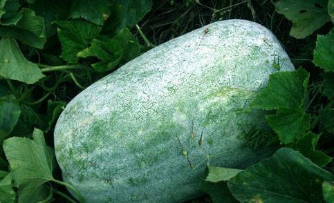 眠眠吃瓜,揭秘娱乐圈那些不为人知的幕后故事