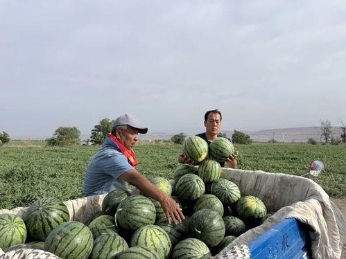 灵堡路吃瓜,揭秘网红美食背后的吃瓜故事