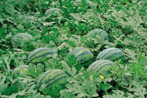 永年吃瓜新闻视频大全,盘点那些引人入胜的短视频集锦