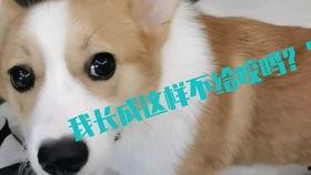 小柯基日常吃瓜