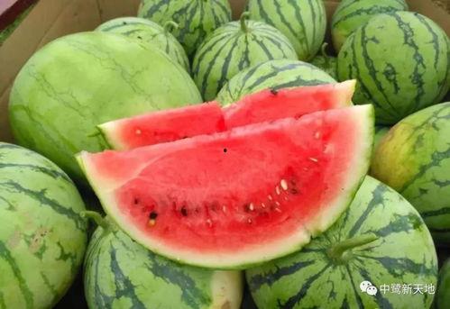 怎么吃瓜米才更快,轻松解锁快速享用之道