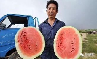 大瓜怎么吃,解锁美味吃法，尽享舌尖盛宴